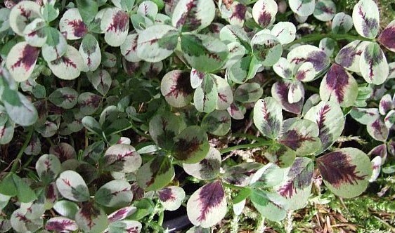 Dragon Blood Clover seed Trifolium repens